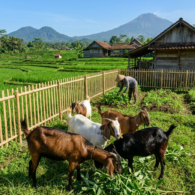 20 Ekor Kambing Etawa